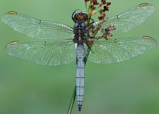 Keeled Skimmer - British Dragonfly Society