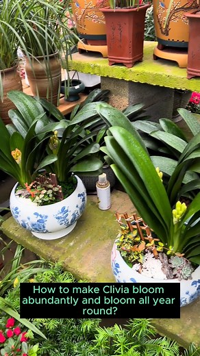 3K views · 29 reactions | How to properly care for clivia #garden #gardening #plants #planting #planthacks #gardenhacks #gardeningmakemehappy #gardeningtips #gardeningideas #gardeninspiration #gardenlove | Gardening Ideas | Facebook