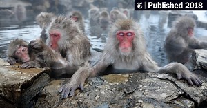 Hot Springs Lower Stress in Japan’s Popular Bathing Monkeys