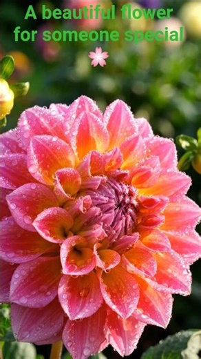 Beautiful Dahlia Flower Blooming 🌸 Colorful Flower Time-Lapse | Relaxing Nature 4K