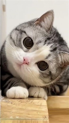 Cats vs. Technology: The Eternal Struggle