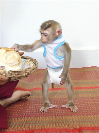 baby monkey Jr Mammoo family | Jr Mammo