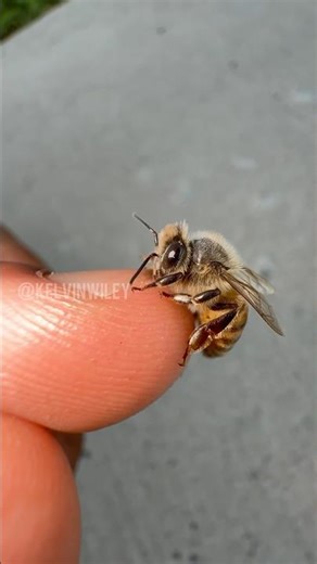 Western Honey Bee Handling! 🍯
