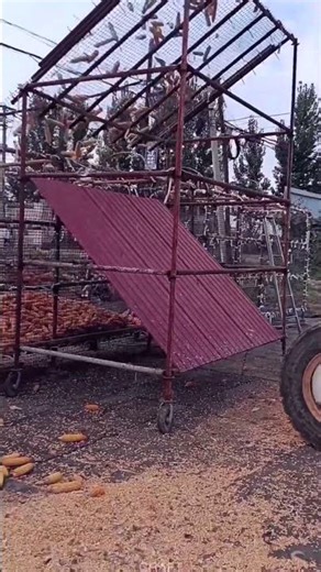 EPIC! Forklift + Corn Ear Sifter = Super Fast Harvest Prep!