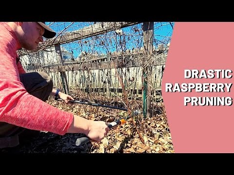 Raspberry Pruning 102: Drastic Pruning for Wild Growth