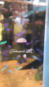 21K views · 24 reactions | Now available at Fishkeepers BD | Fish Keepers. | Facebook