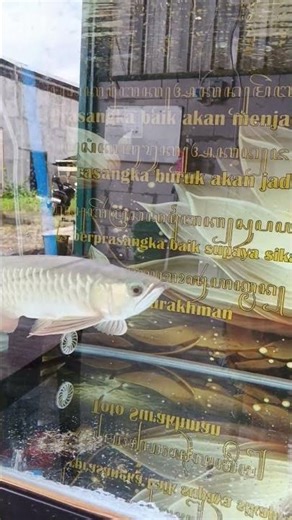 Arowana Golden Red natural alami, karya alam dan sentuhan pemelihara, goldnya menyala bosque