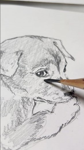 子犬 1ヶ月30回犬を描いたら神絵師になれるか検証 第23回 #pencildrawing #イラストメイキング #犬の描き方