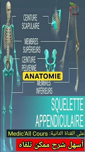 Anatomie du squelette appendiculaire #anatomie