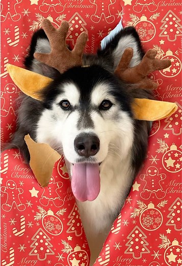 Trying the viral wrapping paper photoshoot with my four dogs 🥹🎁🎄 #dogs #christmas #husky #dogsofttiktok #pomeranian