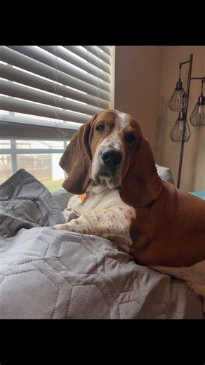 Exactly what he’s thinking 😂💚 Everyone, meet Fred. We are currently petsitting for a friend (but we might be adding him to the family real soon 🤞🏻) #bassethound #dogsoftiktok #bassethoundmoments