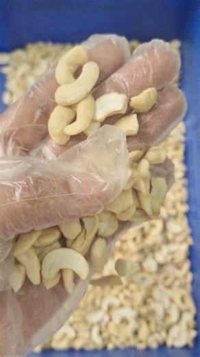 SP1 Cashew Nut Kernels – CAZOOTREE | Premium Split Cashews