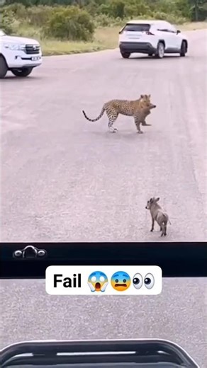 Predator’s Hunt Gone Wrong 😱🐆 Jungle Fail Moments You Must See | Wildlife Shorts #shorts