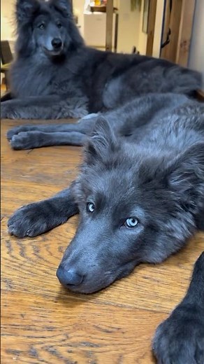 Two Blue Wolves - #bluewolfdog #bluewolf