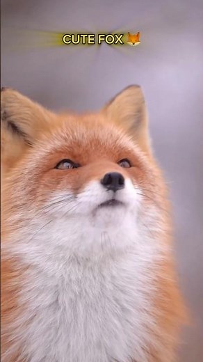 Amazing Fox in the Wild 🦊 | Beautiful Nature Moment #shorts