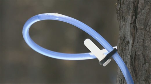 Maple syrup season underway across Simcoe County