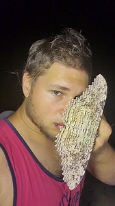 Thysania agrippina / White witch moth And a sweaty forest druid | Moth of the day