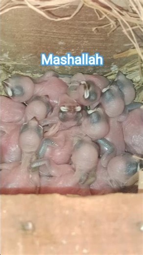 mashallah . Java sparrow baby