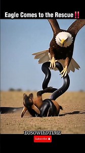 The Eagle’s Brave Act‼️Saving the Lamb.#wildanimals #animalsrescue #savinganimal