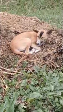 Pet Cat, Pet Dog & Crow, bird, Kolkata India #cat #petcat #pet #petcatvideo #catvideo #crow #dog