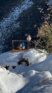 Hunting birds in nature 🐦🌿 #goldfinch #hunting #nature #snow #bird_hunting #birdsong #birds #cage #breeding #Morocco #Algeria | Wild Bird Beauty