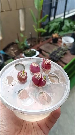 Quick & Simple: Planting Shallots Using Polybags