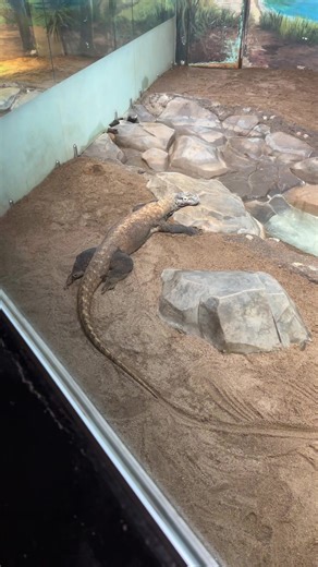 Comodo dragon