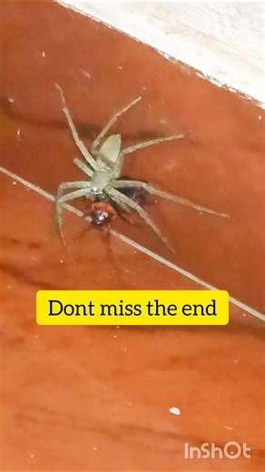 spider eating cockroach #shorts #shortvideo