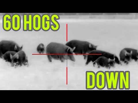 Hog wild - 60 Hogs down - Hog hunting using thermal scopes , AR15s and silencers !!