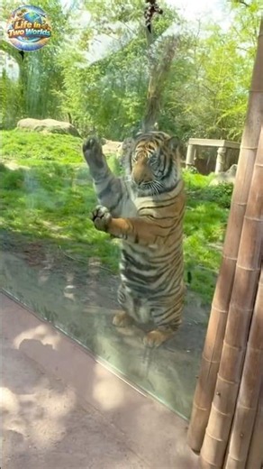Tiger Attacks Dog at Krefeld Zoo: What Really Happened? #shorts