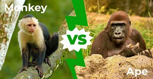 Less Alike Than You Think: the True Differences Between Monkeys and Apes