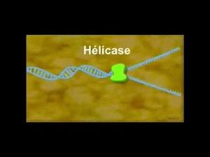 Réplication d’ADN