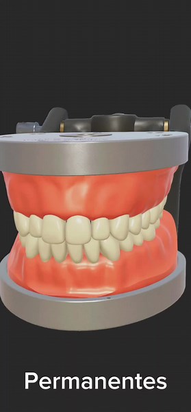 Com o objetivo de simplificar a identificação dos dentes, os profissionais de odontologia usam uma variedade de sistemas de numeração. O sistema de numeração universal da American Dental Association é usado principalmente nos Estados Unidos. Os dentes são numerados de 1 a 32; superiormente da direita para a esquerda e inferiormente da esquerda para a direita. A notação de Palmer (às vezes chamada de 'notação de Zsigmondy') é o principal sistema usado para a numeração dos dentes no Reino Unido. S