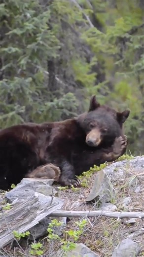 I wonder if bears ever wake up with one of their limbs numb/asleep?