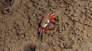 Colorful Fiddler Crab Crawling On Wet Stock Footage Video (100% Royalty-free) 3609240749 | Shutterstock