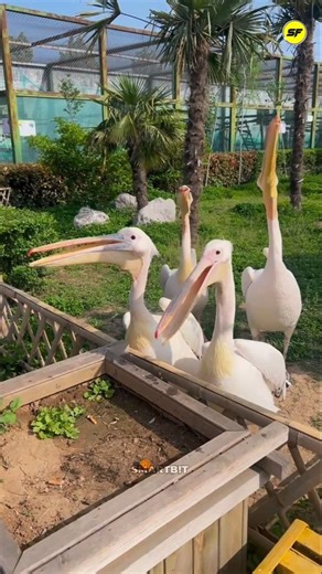 This Pelican Eats Everything It Sees! 🐦😲 #facts #shorts