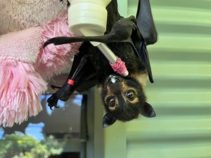 25K views · 717 reactions | Name a Bat ...