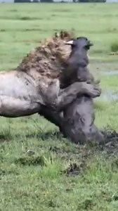 Animal In Wildlife US on Reels