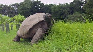 From the highest peak to the ocean deep, the wonders of St Helena... | St Helena Tourism