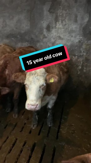 Preparing for Calving: Signs and Tips for Farmers