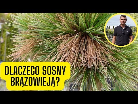 Dlaczego sosny brązowieją? Najczęstsze przyczyny brązowienia igieł sosen