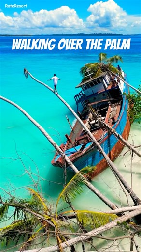 🌴 Walking Over The Palm 🌴#shorts #palm #travel