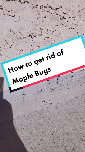 Effective Methods to Eliminate Maple Bugs