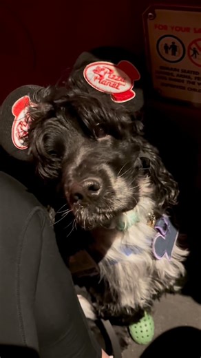 A Tiny T1 + His Diabetic Alert Dog + His Flunked Out Service Dog on Instagram: "Did you know service dogs can ride many of the rides at Disney World?! We go often and Double is a true professional at all things Disney, including the rides! Only task trained service dogs are allowed at Disney-Double is a highly trained diabetic alert service dog for Myles, my 6 yr old with type 1 diabetes. #diabeticalertdog #servicedog #type1diabetes #servicedoglife #disney"