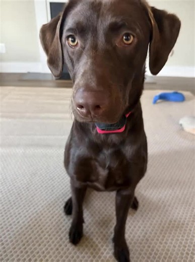 Funny Chocolate Labrador Dog Video | Hilarious Moments