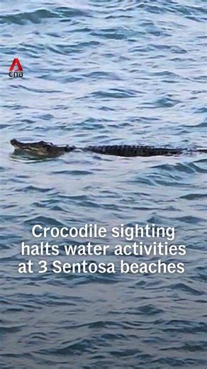 A crocodile sighting in the waters off Sentosa Cove has halted water activities at Sentosa’s Siloso, Palawan and Tanjong Beach. "As the sighting was assessed to be valid, a joint team was immediately activated to search for it," Sentosa Development Corporation (SDC) said of the Saturday evening (31 Jan) sighting. While the beaches remain open, swimming, kayaking and other water activities are not allowed amid the ongoing search. NParks and SDC advised members of the public to stay calm and back 