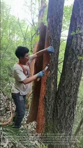 Improved process of traditional cinnamon harvesting