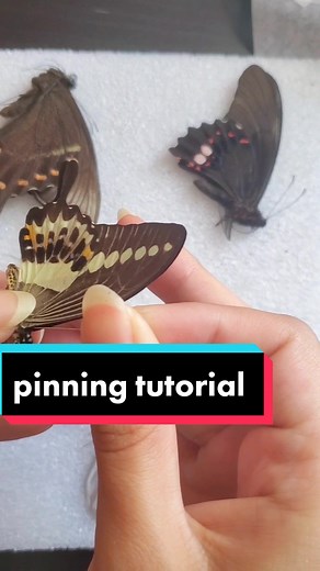 Ethically Sourced Butterfly Specimen: Pinning Tutorial