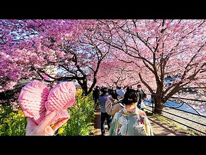 Japan's Special Cherry Blossom🌸 Full Blooming Sakura Festival in Japan🍡🇯🇵 | Shizuoka | Kawazu