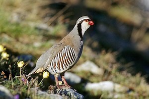 Rock partridge - Alchetron, The Free Social Encyclopedia